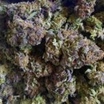 Buy grand daddy purp strain, grand daddy purp strain review, grand daddy purp weed strain, united states, united kingdom, Australia