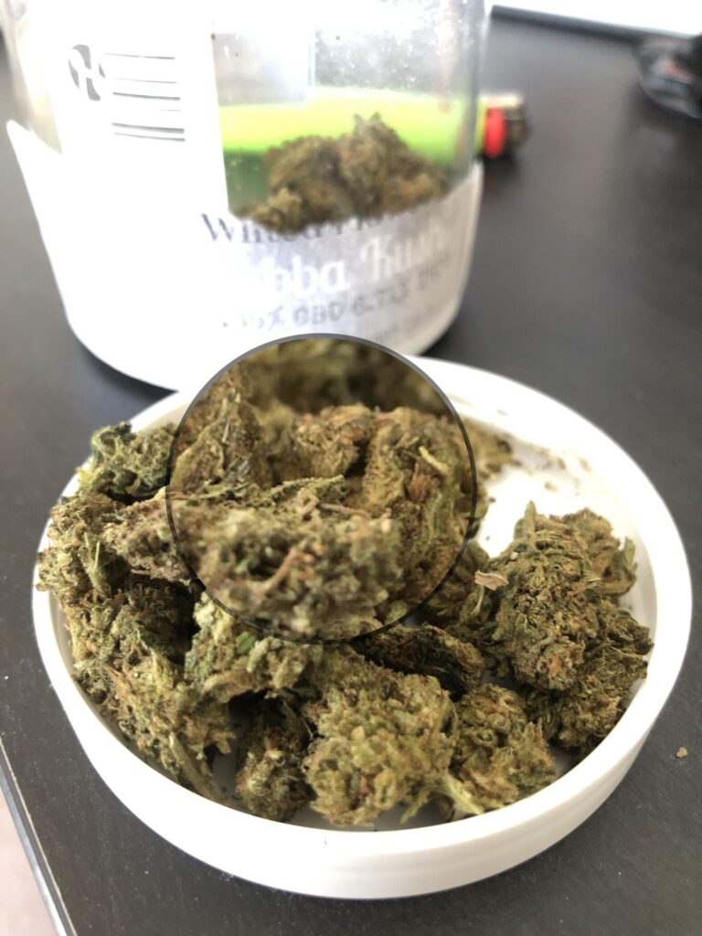 Buy bubba kush strain, katsu bubba kush strain, pre 98 bubba kush strain, platinum bubba kush strain, USA, Canada, UK, Australia.