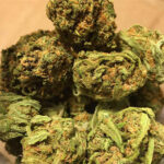 Buy afghan kush, afghan kush strain, purple afghan kush, afghan kush seeds, united states, Canada, Australia, UK, Poland, Germany.