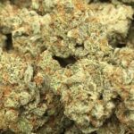 Buy gorilla glue strain, gorilla glue 4 strain, gorilla glue #4 strain, gorilla glue weed strain, gorilla glue strain info, USA, Canada, UK, Australia.
