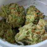 Crescendo Weed Strain For Sale Near Me