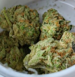 Crescendo Weed Strain For Sale Near Me