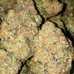 Sherblato weed strain for sale near me