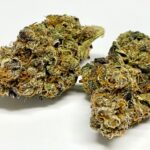 gelato cake weed strain for sale near me