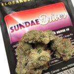 sundae driver weed strain for sale