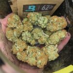 Super lemon haze weed strain for sale online near me