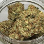 buy king louie weed strain, king louie 13 strain, king louie og strain, king louie xiii strain, in all cities in usa, uk, canada, australia