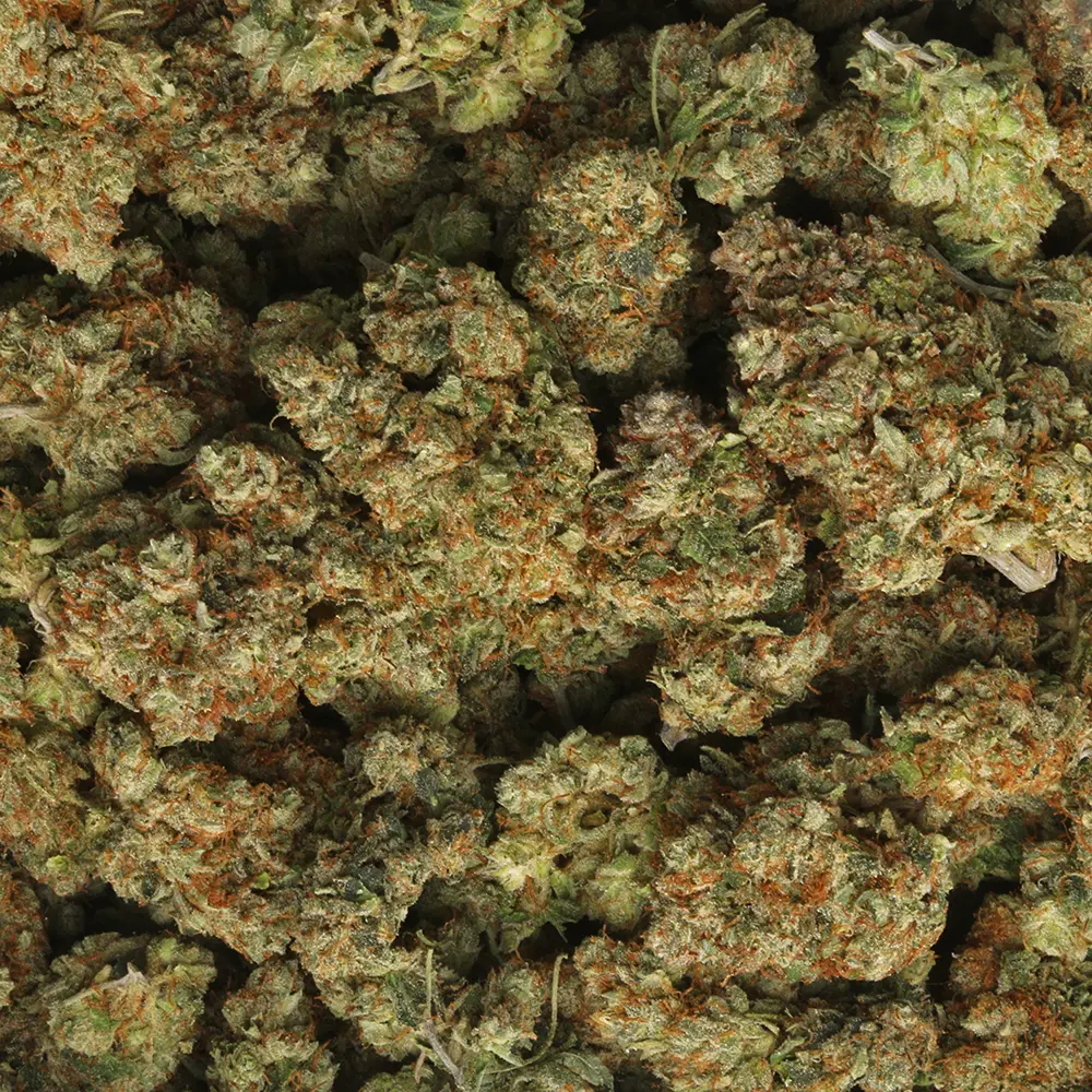 Purchasing OG Kush Cannabis Strain Online In Mönchengladbach North Rhine-Westphalia Germany