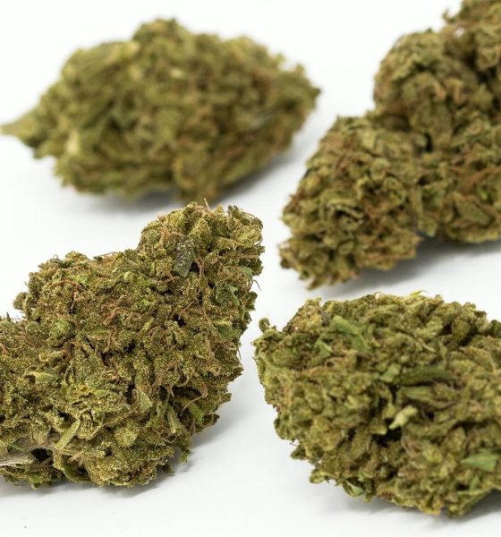 Blue Cheese Cannabis Strain For Sale Online In Osnabrück Lower Saxony Germany