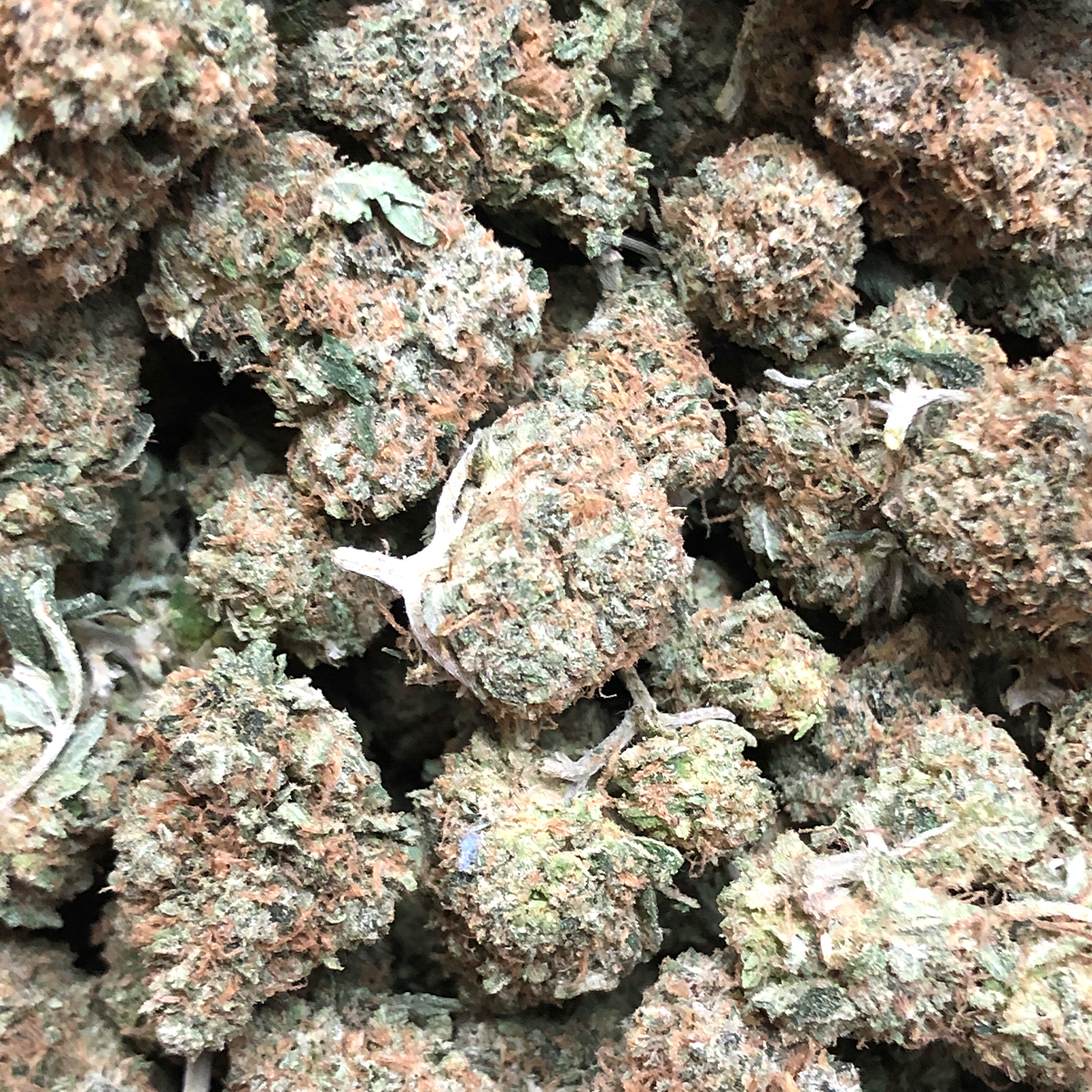 Variété De Cannabis Afghan Kush À Vendre En Ligne À Paris France